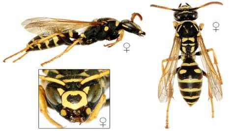 Dolichovespula