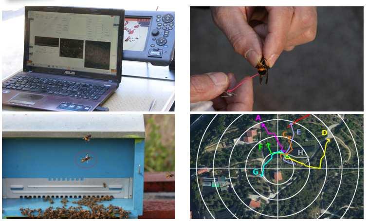 Ricerca dei nidi: radar armonico Progetto