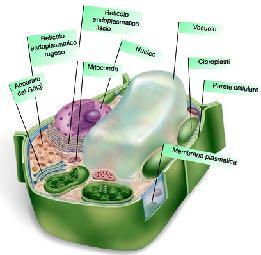 Il reticolo endoplasmatico è un sistema di membrane interne in cui vengono sintetizzate le sostanze utili alla cellula.
