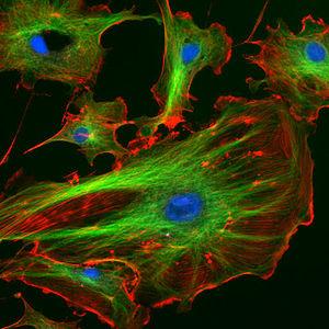 PER SAPERNE DI PIÙ Nelle cellule eucariotiche sono presenti separazioni fisiche tra porzioni diverse della cellula: tutti i I processi cellulari che nelle cellule procariotiche si svolgono nel