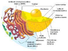 Figura 11 - Immagine al microscopio a elettronico a trasmissione del reticolo endoplasmatico rugoso. In basso a destra il nucleo. Le macchioline scure sono mitocondri. Fonte: http://en.wikipedia.