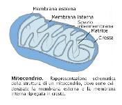 catabolici. E molto importante che gli enzimi idrolitici contenuti nei lisosomi restino separati dalle diverse strutture cellulari, per evitare l'autodigestione della cellula.