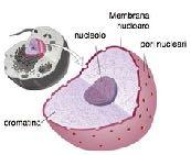 mitocondri sono quindi autonomi per la sintesi delle loro proteine specifiche.