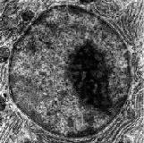 processo responsabile della sintesi di ATP Il numero dei mitocondri contenuti nelle cellule è variabile ed è maggiore nelle cellule in cui avviene una più intensa respirazione cellulare, ad esempio