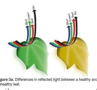 L ACQUA NELLA VEGETAZIONE e NEI SUOLI Il