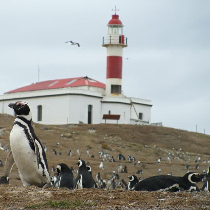 Reserva Nacional de Los Pinguinos.