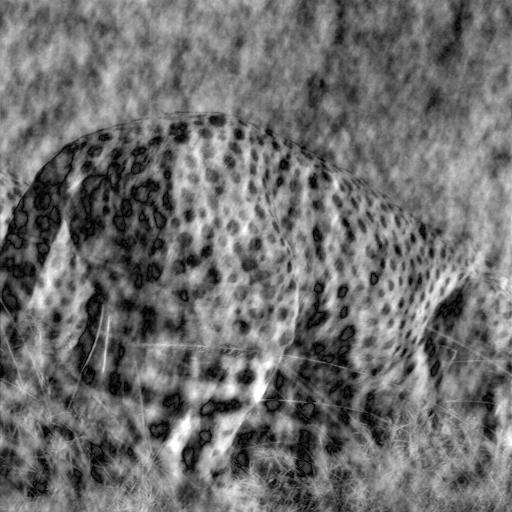 Ricostruzopne con la fase del ghepardo e l ampiezza della zebra Proprietà fondamentali La trasformata di Fourier
