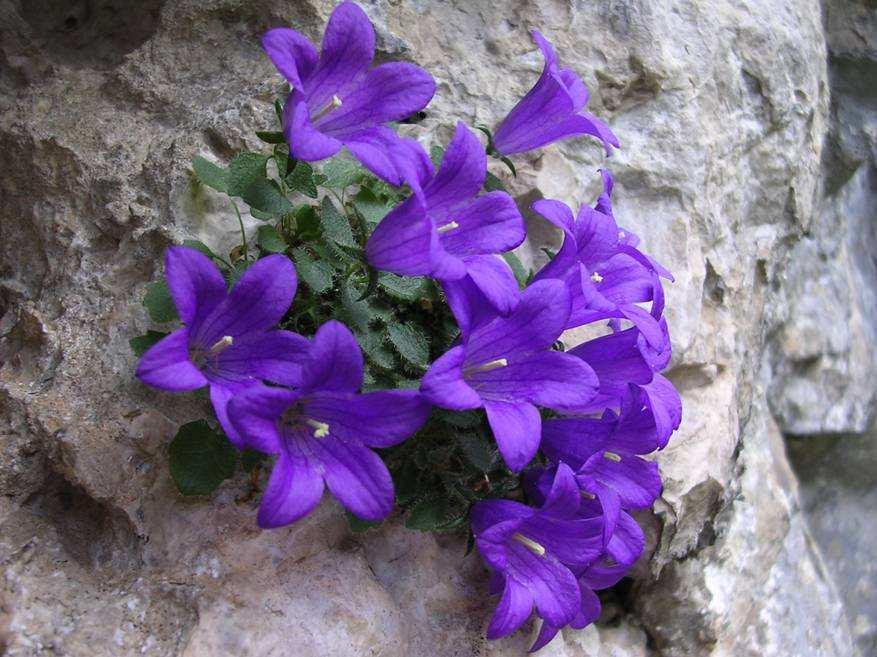 Campanula