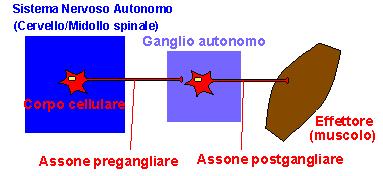 Il neurone pregangliare si puo' trovare sia nel cervello che nel midollo spinale e proietta ad un neurone che si trova esternamente al sistema