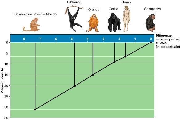 Modello di «Evoluzione graduale»