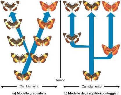 Modello di «Evoluzione per equilibri