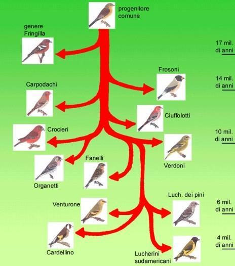 E un rapido fenomeno di differenziamento morfologicofunzionale tra specie di una linea filetica, con l occupazione di micro/macro condizioni ambientali disponibili ed