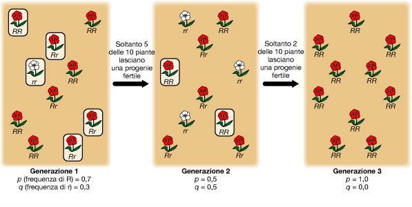 Gli alleli rappresentati nella piccola popolazione rimasta isolata