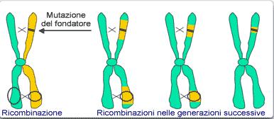 Effetto del fondatore Una propagula