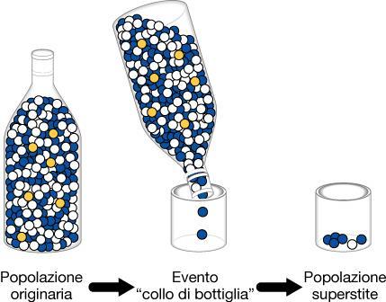 Una popolazione subisce una drastica riduzione numerica per cause varie (naturali o antropiche): gli alleli subiscono una riduzione non dovuta a