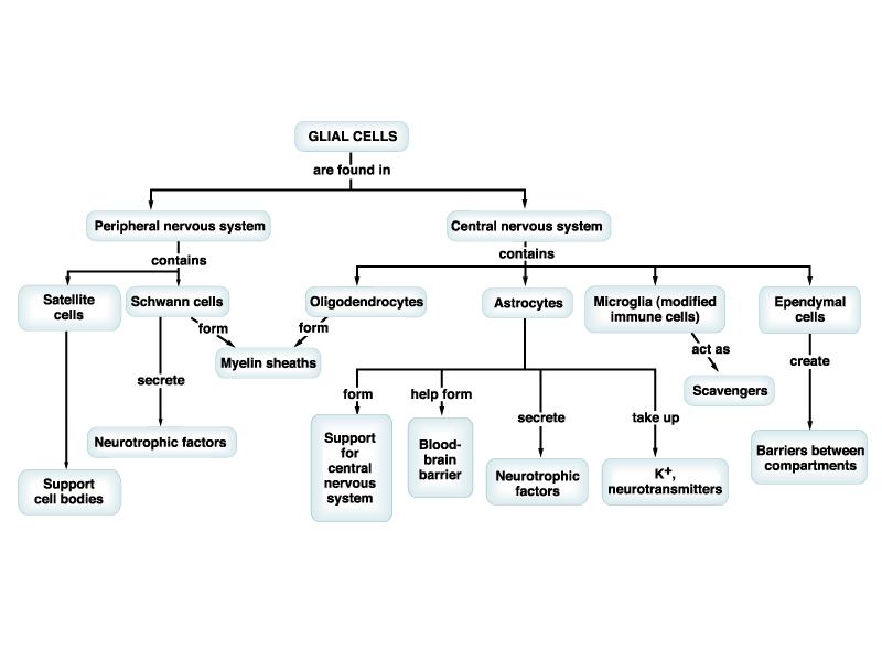 Cellule gliali: sono le cellule di supporto del Sistema