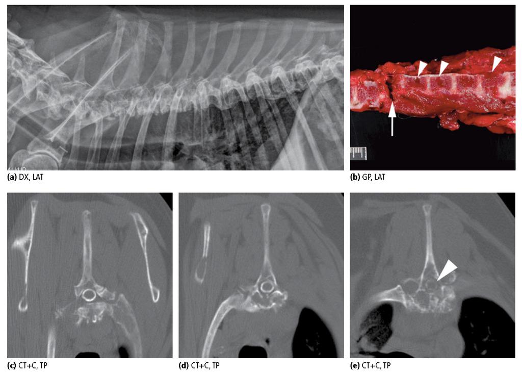 Figura 1.3.2: femmina sterilizzata, 12y, razza keeshond con paralisi acuta.