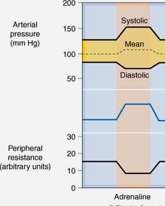 Effetti cardiovascolari dell infusione endovenosa di basse dosi di adrenalina.