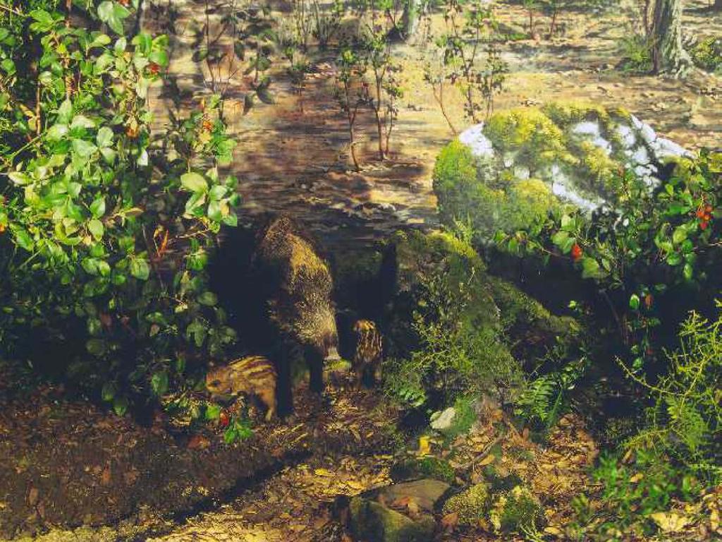 Diorama Bosco di Leccio PLANT SPECIES Cervus elaphus corsicanus Otus scops Accipiter gentilis arrigonii Garrulus glandarius Sus scropha meridionalis Eliomys quercinus Quercus ilex Arbutus unedo