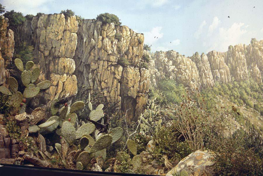 Particolare attenzione è stata data alla riproduzione delle specie vegetali che definiscono la macchia arida. The diorama represents the foothills of the Little Giara of Lunamatrona.