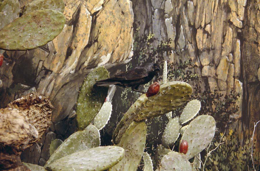 Smilax aspera Carlina sp. Olea europaea var. sylvestris Myrtus communis Pistacia lentiscus Opuntia ficus indica Il diorama rappresenta le pendici della Giara piccola di Siddi.