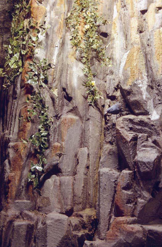 Particolare attenzione è stata data alla riproduzione delle specie vegetali che definiscono la macchia arida. The diorama represents the foothills of the Little Giara of Siddi.