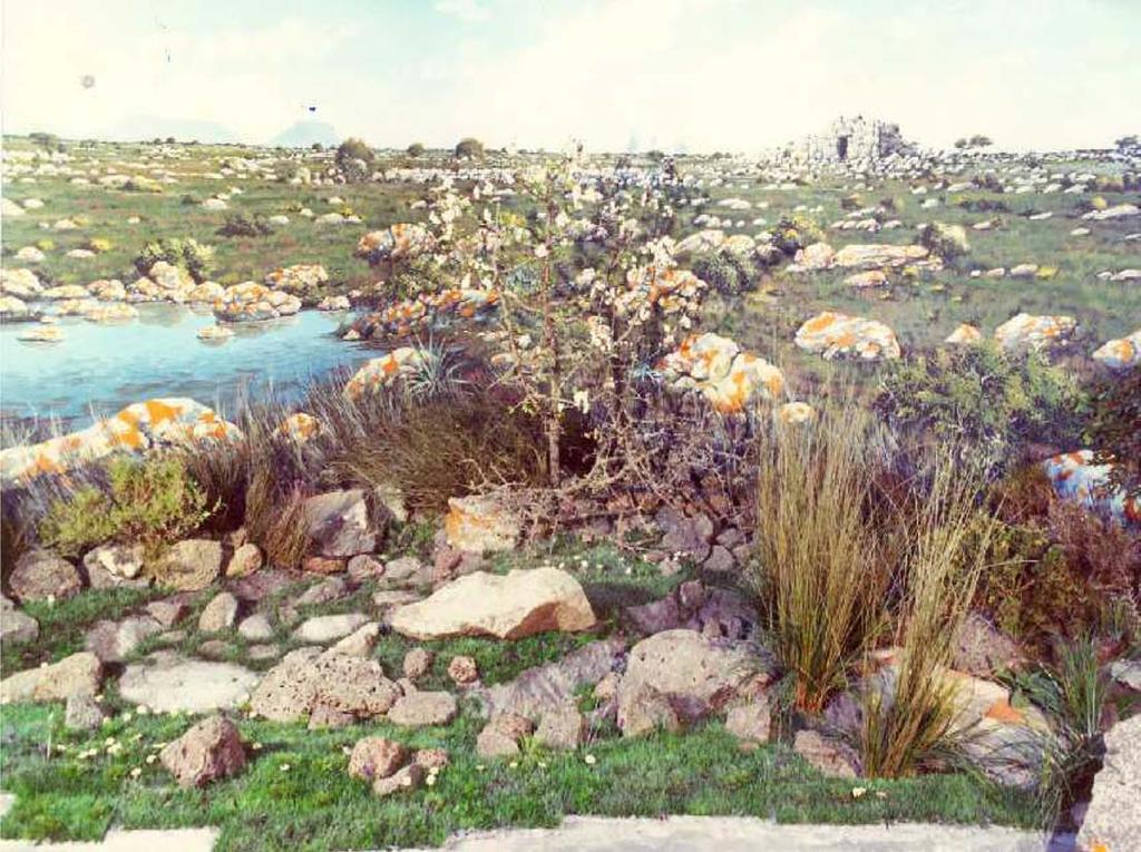 Diorama Giara di Siddi PLANT SPECIES: Polygonum scoparium Bellis annua Anthemis praecox Romulea requienii Crataegus monogyna Pyrus amygdaliformis Rosa sempervirens Myrtus communis Pistacia lentiscus