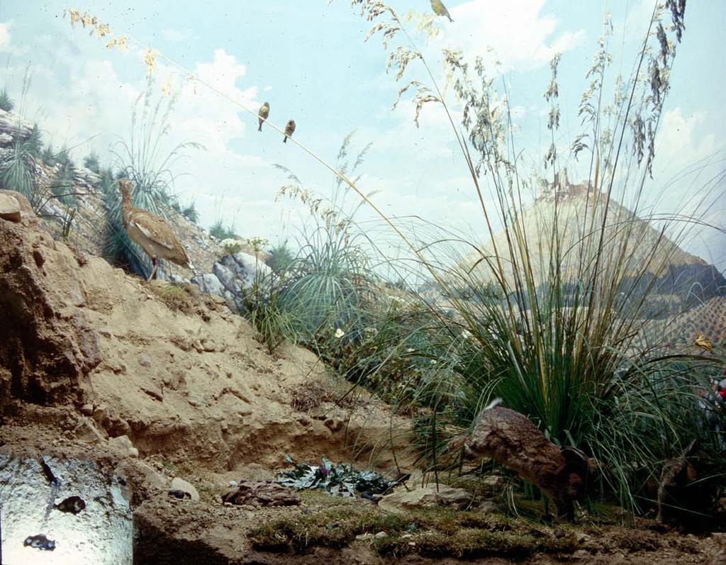 Diorama Pascolo - Pastureland Ambienti apparentementi monotoni come il pascolo ad Ampelodesmo, ospitano in realtà diverse specie animali seppure elusive o raramente notate.