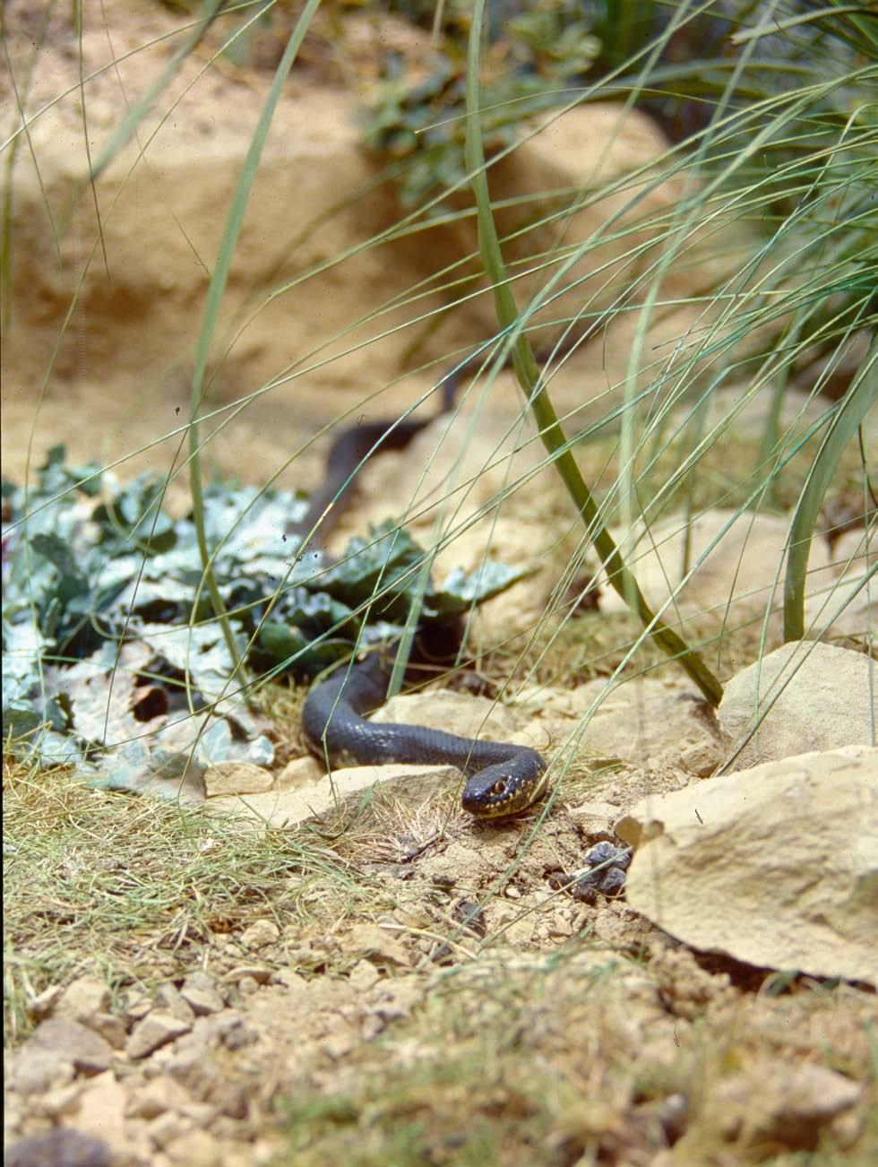 PLANT SPECIES: asfodelo, cisti, biancospino, mirto, acqua artificiale.