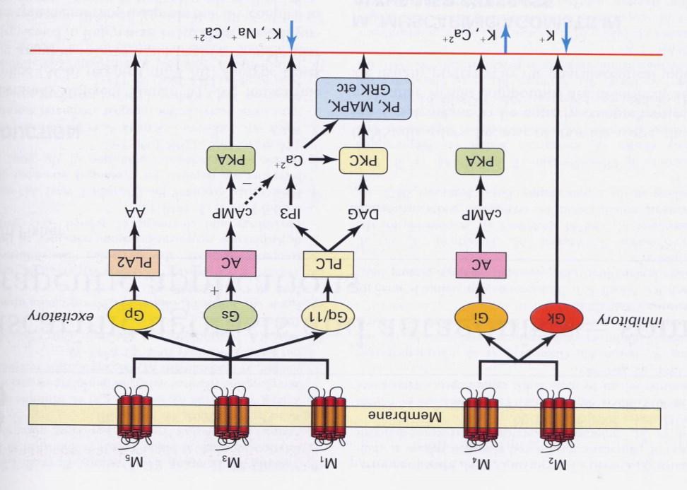 Ligante [ 3 H] QNB (Kuhar MJ, Yamamura HI Nature 253: 560-561, 1975) Sottotipi e secondi