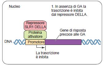 Come viene degradato il