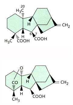 9 (C19) Le