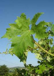 108 Foglia Grappolo CENNI STORICI, ORIGINE, DIFFUSIONE In Romagna la Cornacchia è nota e coltivata sin dal 1500, visto che viene citata dal Carroli nella sua opera Instrutione de il giovane ben