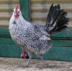 Marino, ossia in quello che fu l Impero Romano chiamato Flaminia, era diffusa una razza primitiva di pollo piuttosto uniforme nei caratteri, di taglia un poco sotto la media, da alcuni definita il