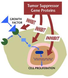 I GENI ONCOSOPPRESSORI Freno alla proliferazione; Regolazione della