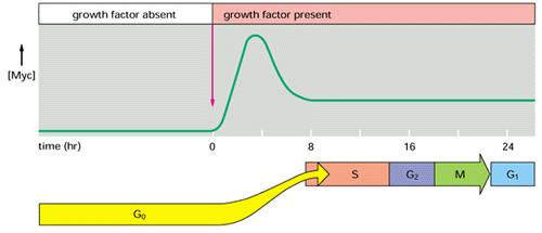 Ingresso nel ciclo: l aggiunta di fattori di