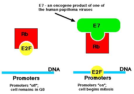 Le mutazioni del gene Rb sono localizzate in una regione, chiamata tasca Rb, che è coinvolta nel legame con i fattori E2F.