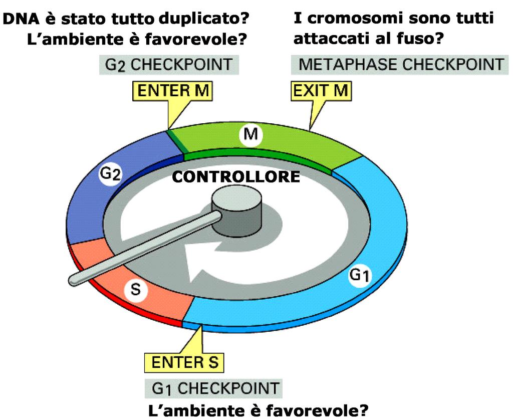 Controllori Sensori e Riparatori del danno al DNA Fattori