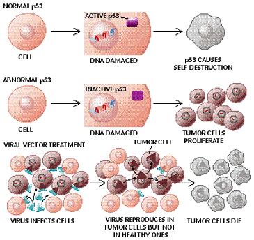 p53 appartiene ad una piccola famiglia di proteine con p63 e p73.