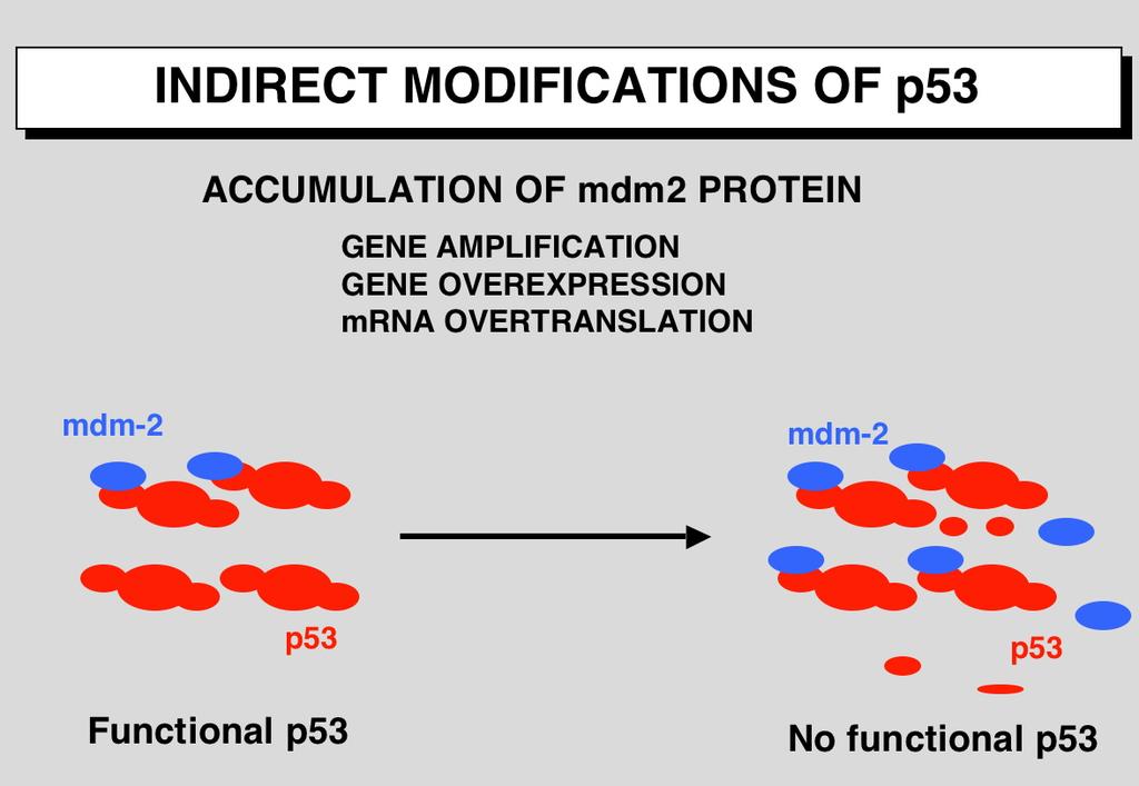Sovraespressione degli inibitori MDM2 o MDM4 L'accumulo anormale della proteina MDM2 è osservata in molti tumori,