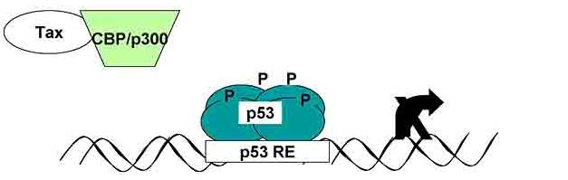 carbossiterminale di p53 aumentando la sua specificità di legame al DNA.