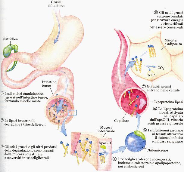 L assorbimento dei lipidi presenti nella dieta I triacilgliceroli sono una riserva molto efficiente di energia, conservati nella cellula sotto forma di gocce di