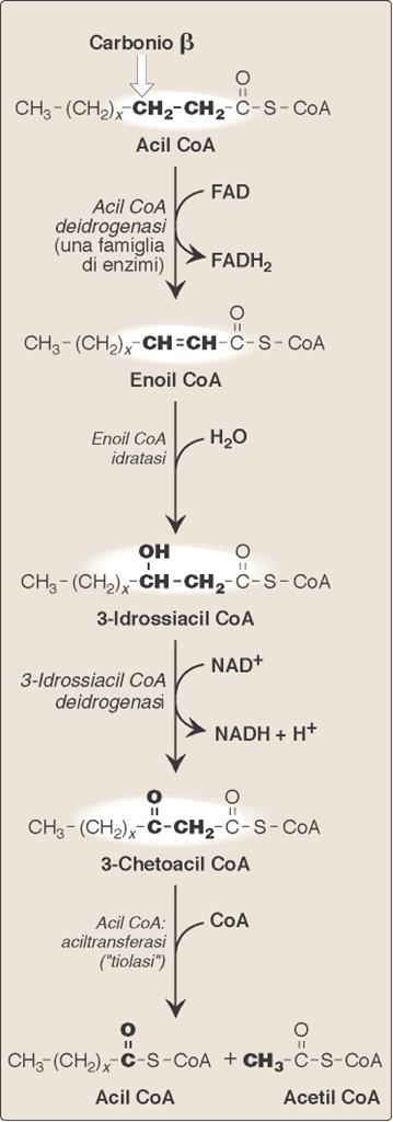 La β-ossidazione degli acidi grassi comprende 4 fasi: 1 1.