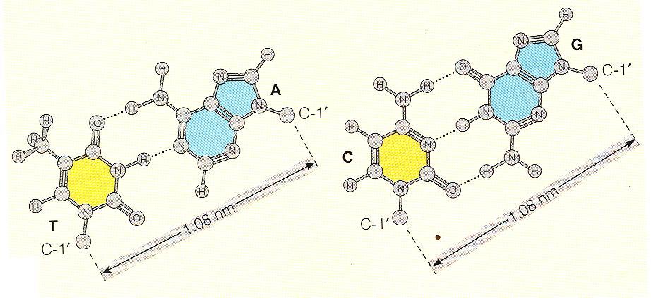 Il DNA è una molecola particolarmente stabile grazie a: