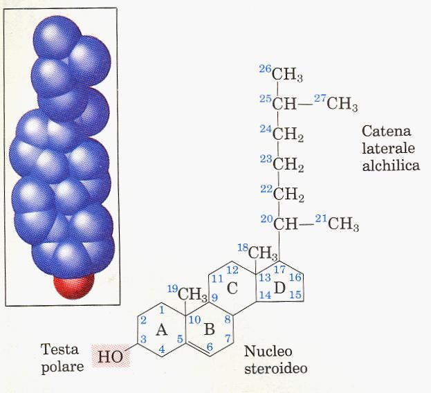 Steroli Nucleo steroideo planare e rigido.