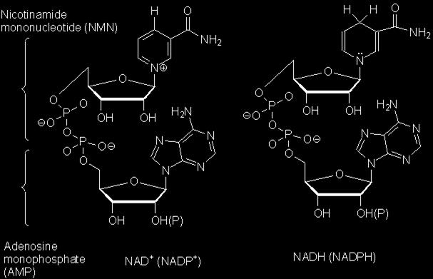 NAD + /