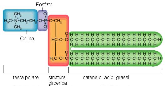 Fosfatidilcolina I fosfolipidi sono i principali componenti strutturali delle