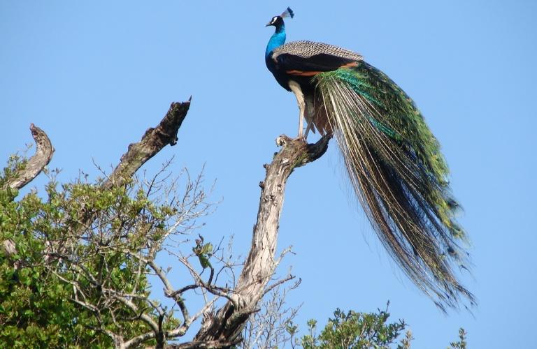 Nel primo pomeriggio partenza per il Minneriya National Park. Questo Parco Nazionale è uno dei posti migliori in Sri Lanka per avvistare elefanti, pavoni, bufali, cervi e coccodrilli.