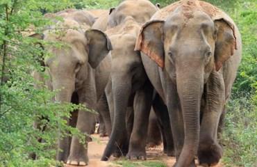Progetto Wildlife Prendi parte a un progetto di protezione degli elefanti e delle tartarughe marine in Sri Lanka.