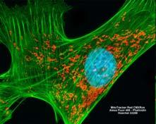 Al contrario delle cellule degli altri regni eucarioti (piante e funghi) le cellule animali NON contengono una parete cellulare.